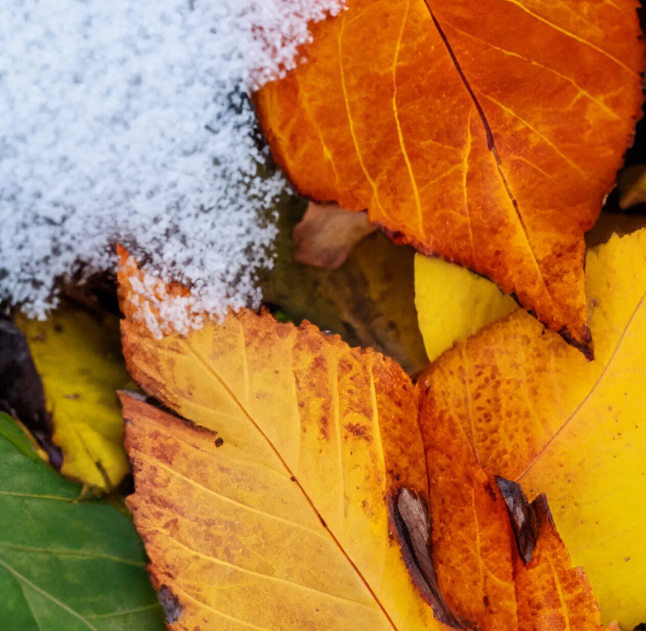 Bunte Blätter mit Schnee bedeckt. Vier Jahreszeiten. Frühling, Sommer, Herbst, Winter. Schnee. Rot, Gelb, Grün. Bunte Blätter mit Schnee bedeckt. Vier Jahreszeiten. Frühling, Sommer, Herbst, Winter. Schnee. Rot, Gelb, Grün.