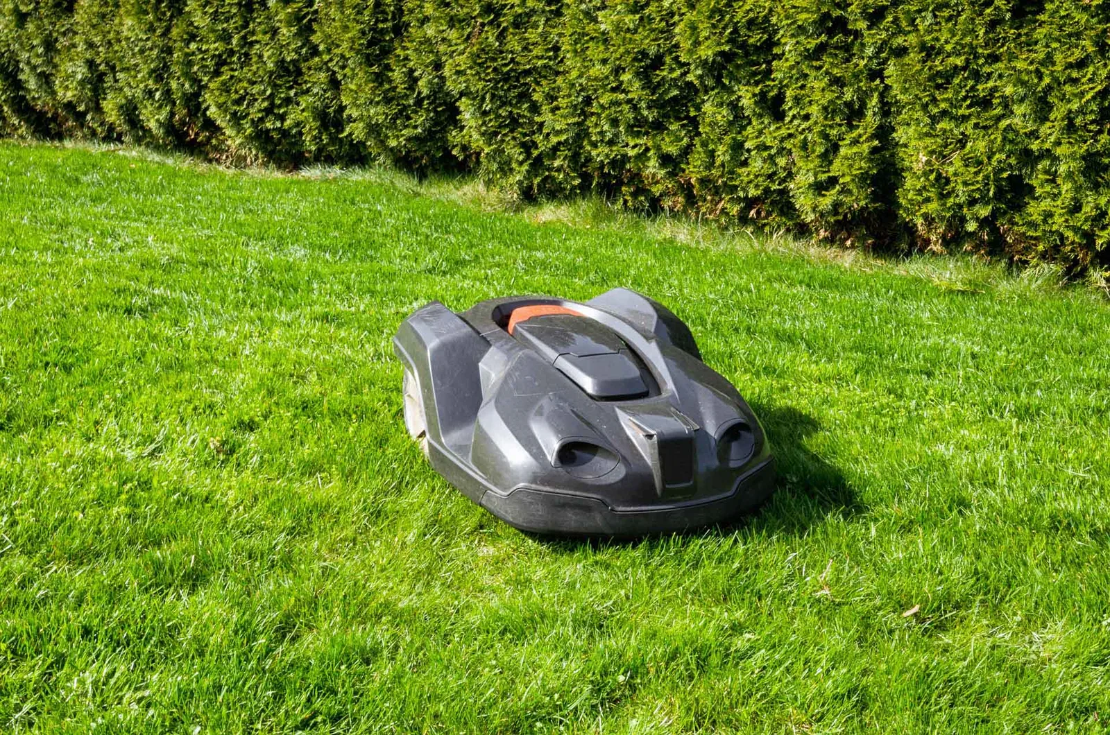 Mähroboter auf einem Rasen vor einer Hecke Mähroboter auf einem Rasen vor einer Hecke